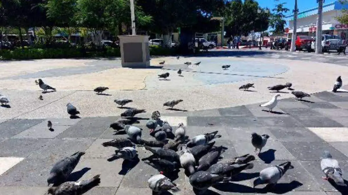 palomas jardin velasco